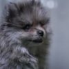 Scorpio - Pomeranian - Image 4