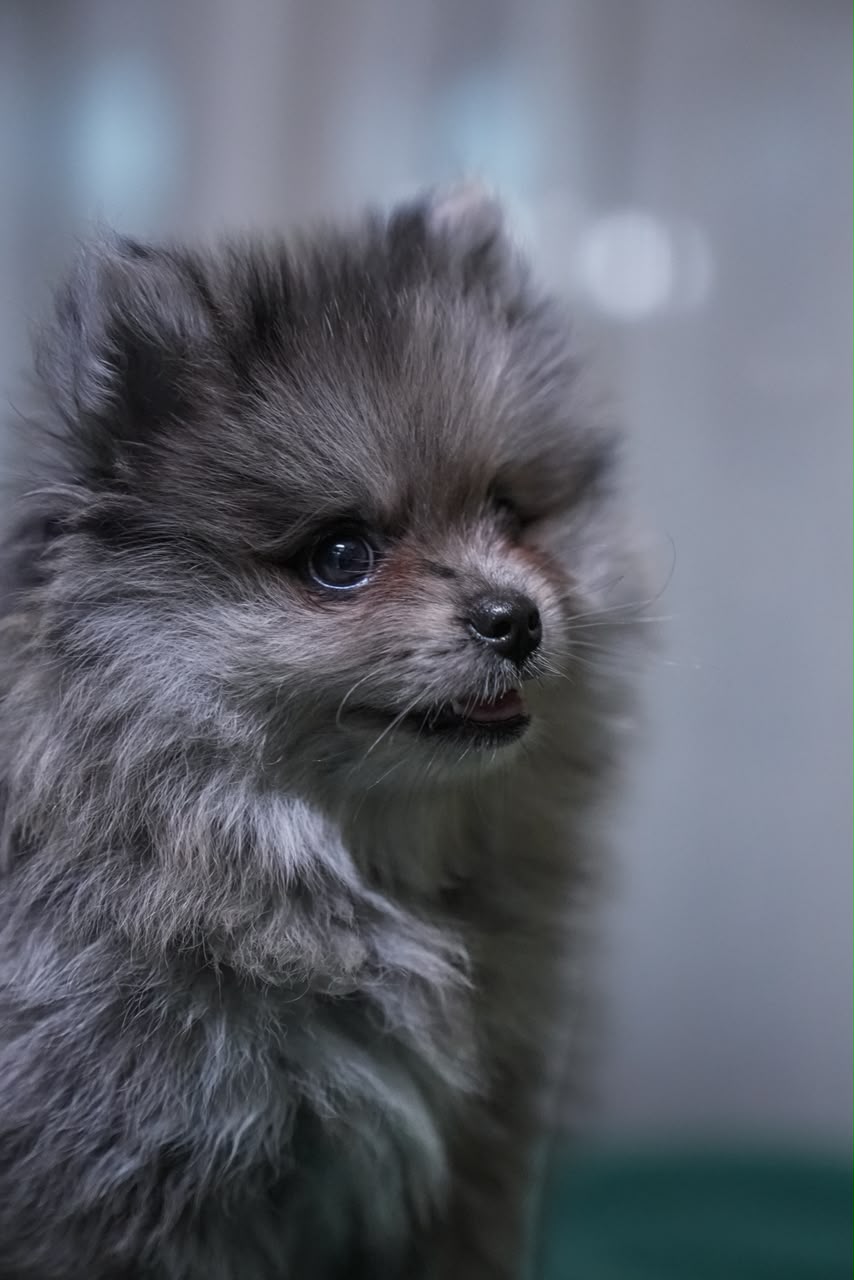 Scorpio - Pomeranian - Image 4