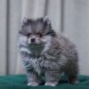 Scorpio - Pomeranian
