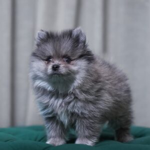 Scorpio - Pomeranian