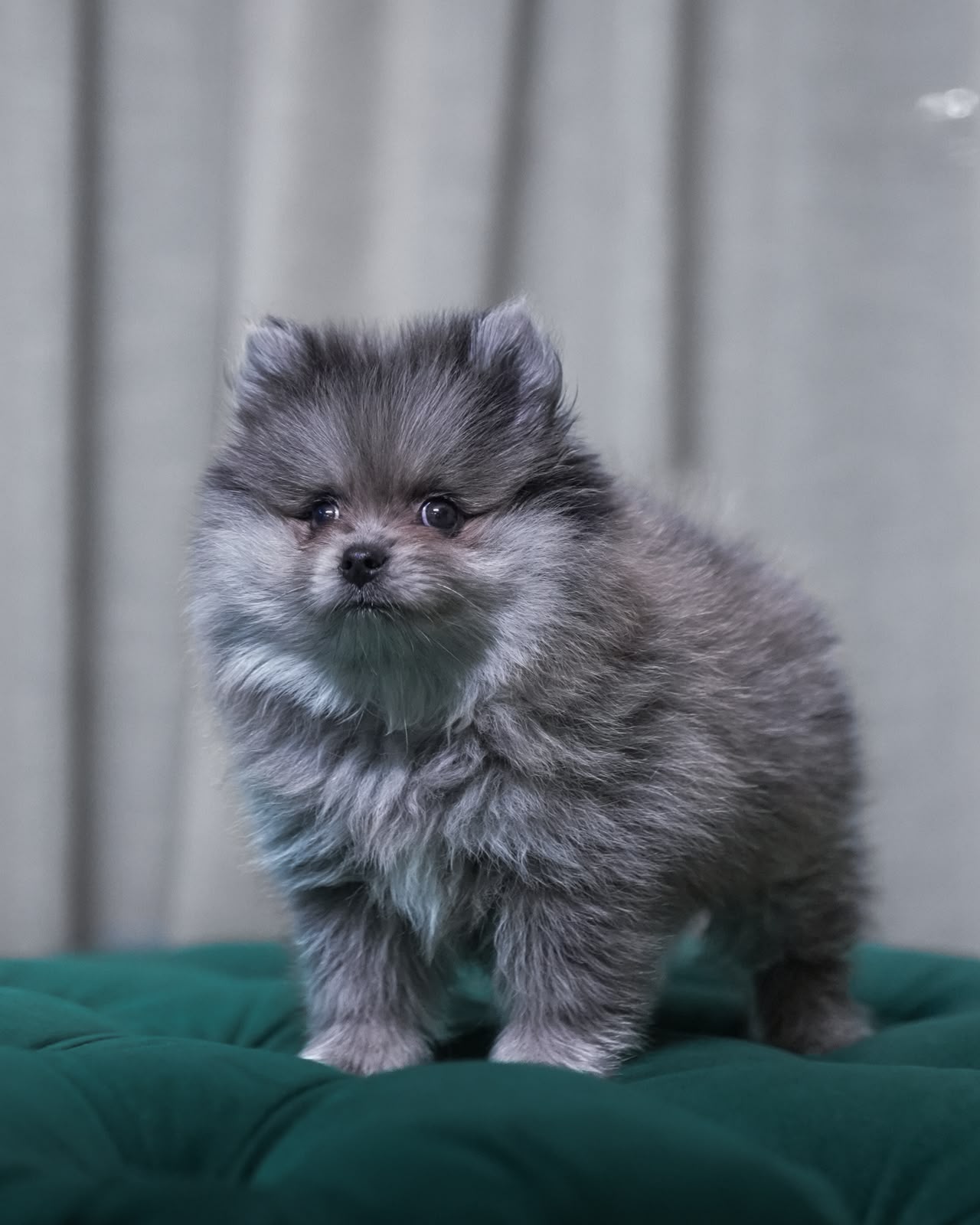 Scorpio - Pomeranian