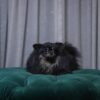 Vega - Pomeranian - Image 2