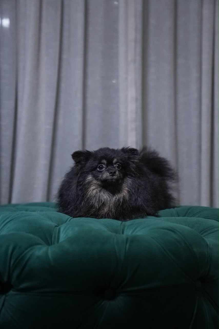 Vega - Pomeranian - Image 2