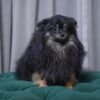 Vega - Pomeranian