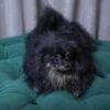Vega - Pomeranian - Image 3