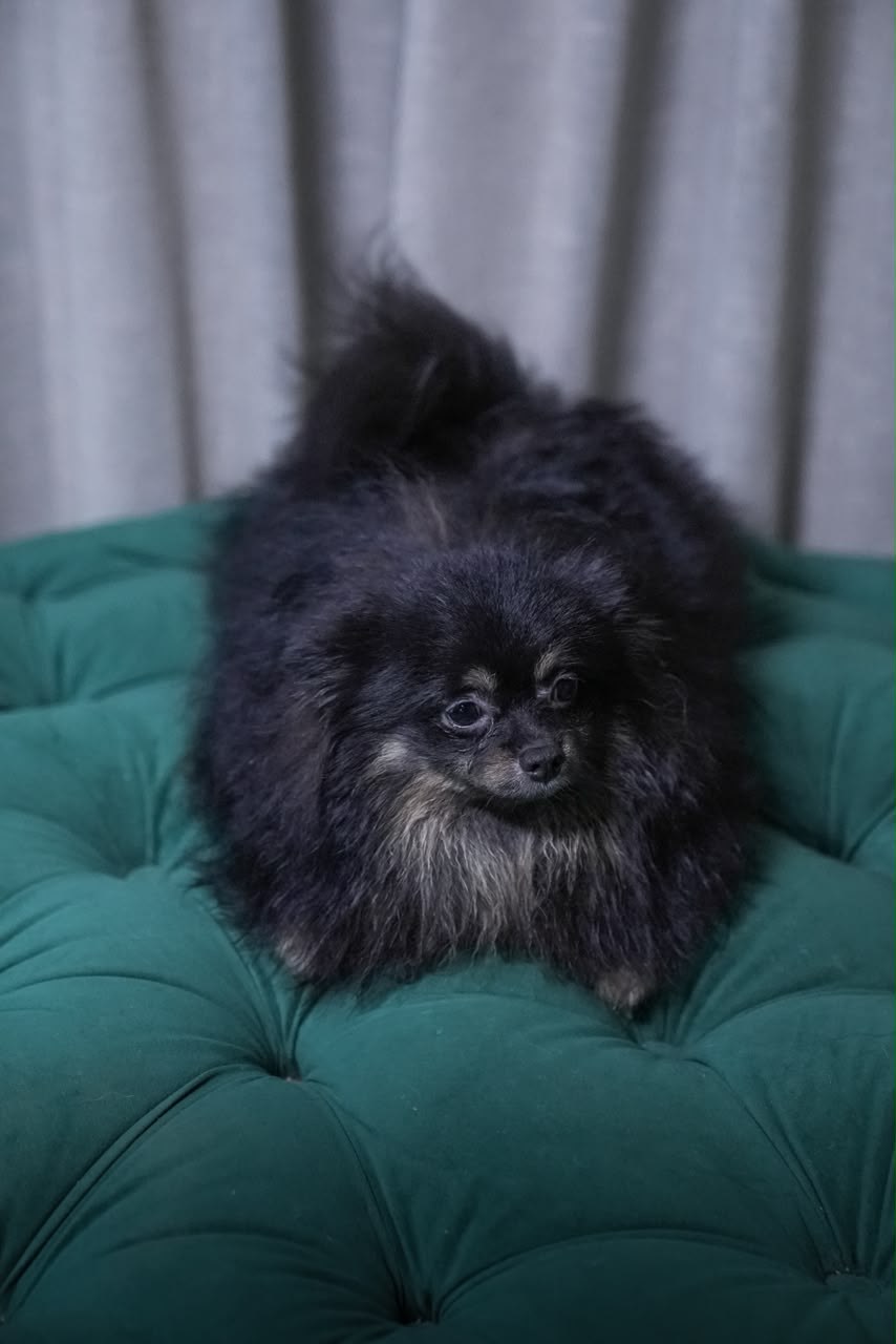 Vega - Pomeranian - Image 3