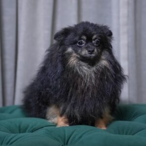 Vega - Pomeranian