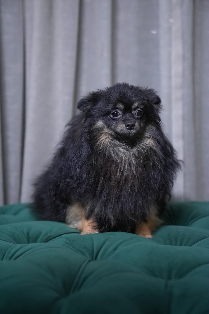 Vega - Pomeranian