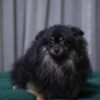 Vega - Pomeranian - Image 5