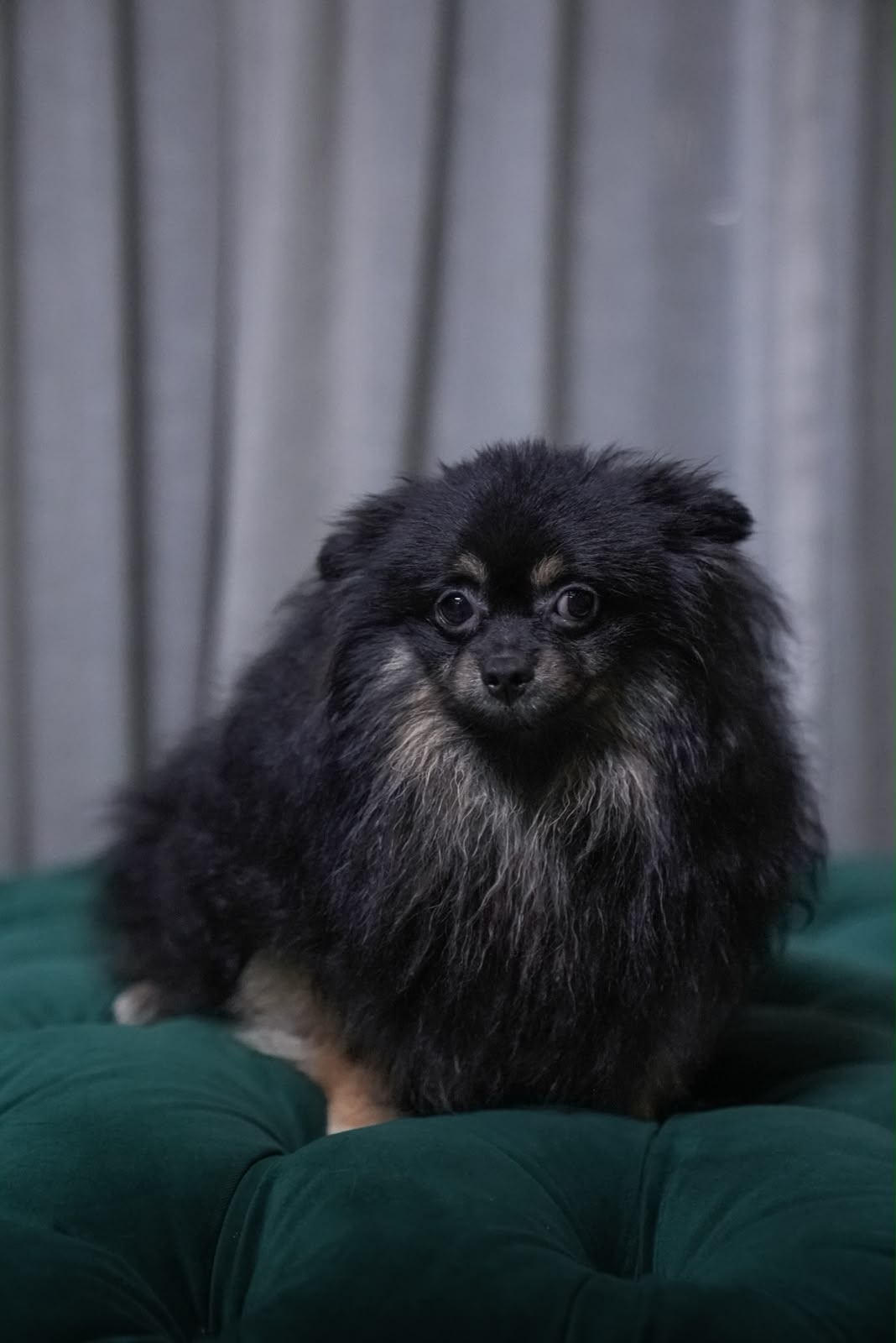 Vega - Pomeranian - Image 5