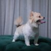 Sirius - Pomeranian - Image 2