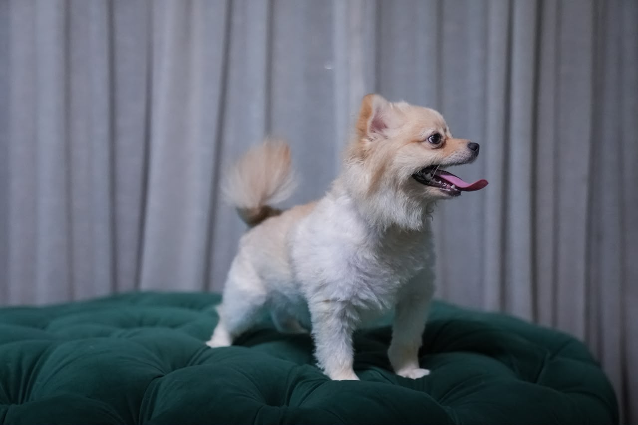 Sirius - Pomeranian - Image 2