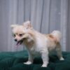 Sirius - Pomeranian - Image 3