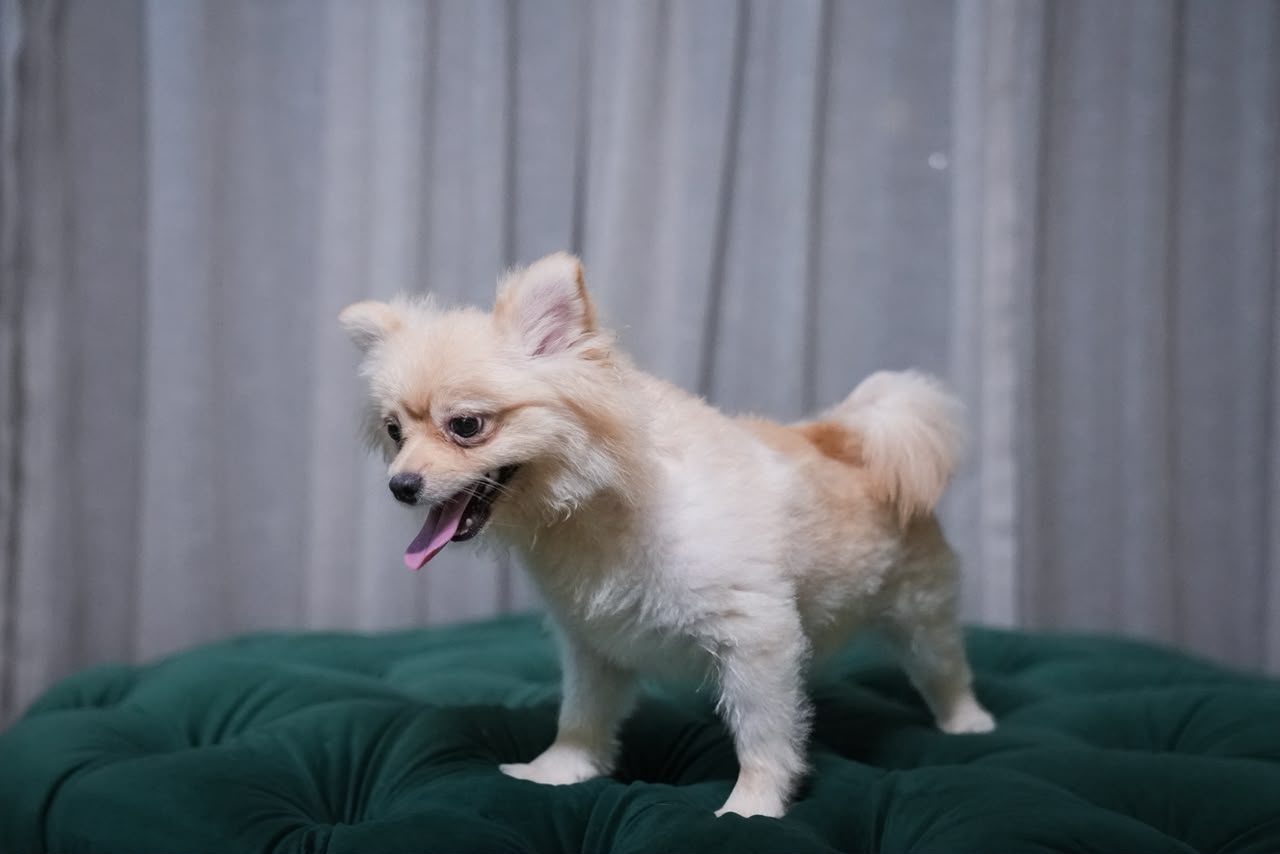 Sirius - Pomeranian - Image 3