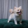 Sirius - Pomeranian