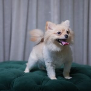 Sirius - Pomeranian
