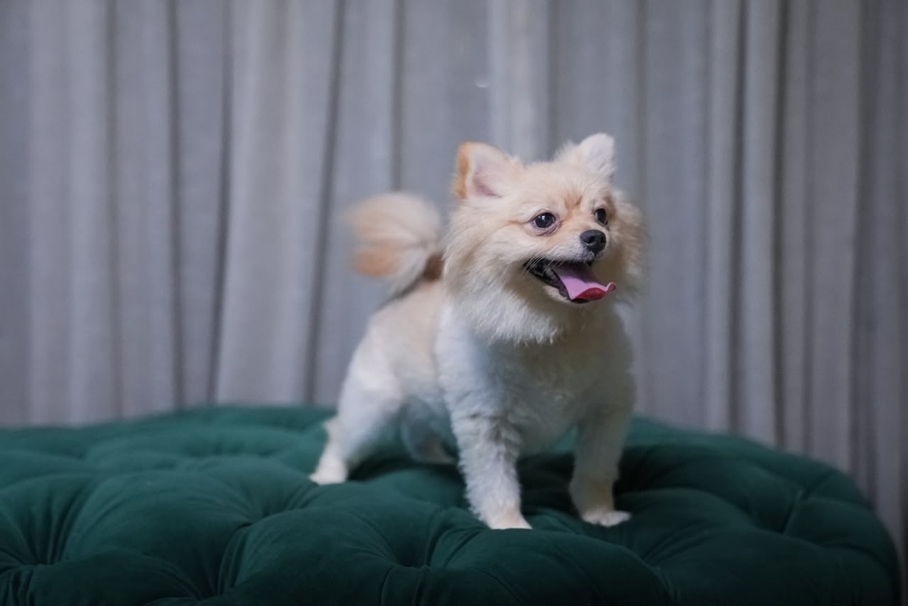 Sirius - Pomeranian