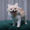 Sirius - Pomeranian - Image 5