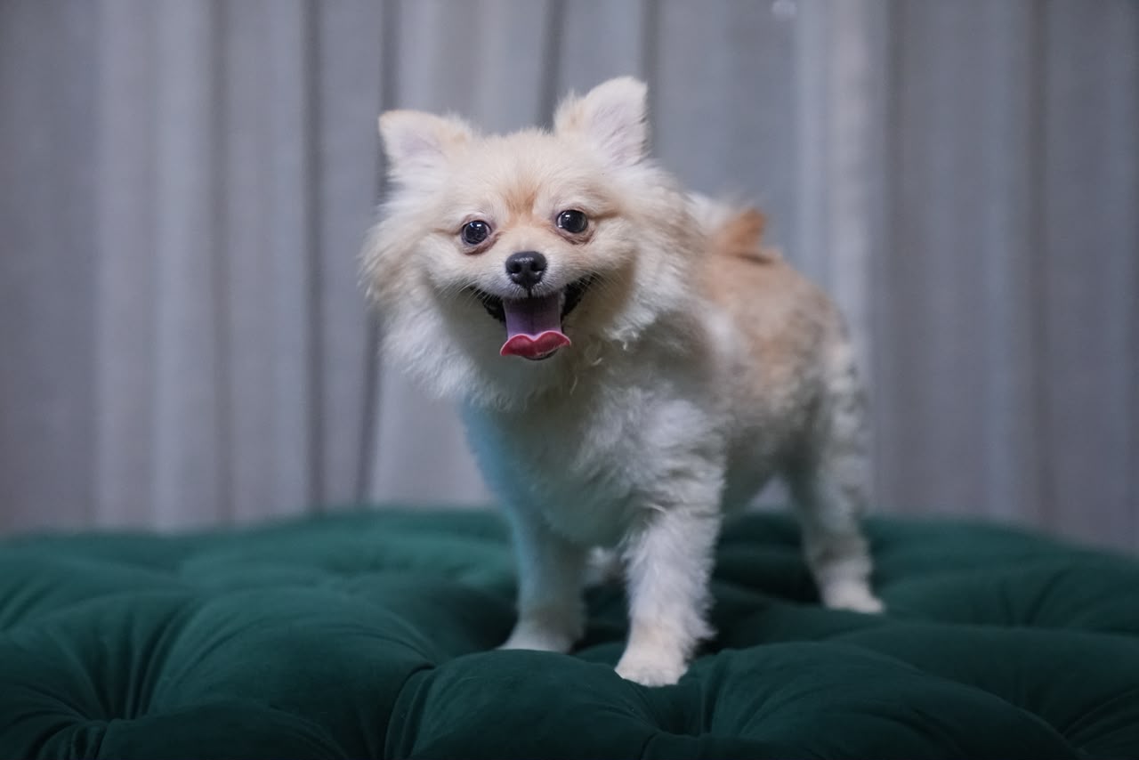 Sirius - Pomeranian - Image 5