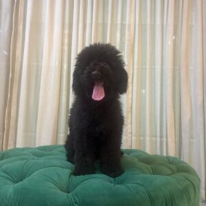 BOBBY - Miniature Poodle