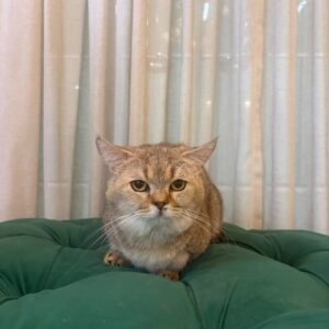 Tom - Munchkin kitten