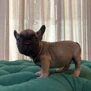 Pixel - French Bulldog
