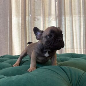 Thor - French Bulldog