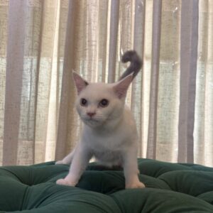 Nacho - British Shorthair