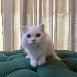 Waffle - British Shorthair