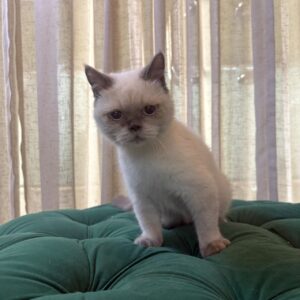 Bagel - British Shorthair