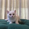Medusa - British Shorthair