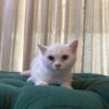 Medusa - British Shorthair - Image 4
