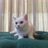Medusa - British Shorthair - Image 3