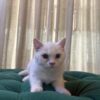 Medusa - British Shorthair - Image 5